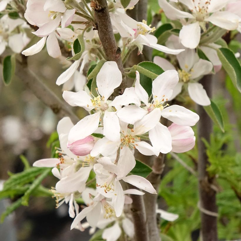 Macieira colunar Ballerina® Polka - Malus domestica (Floração)