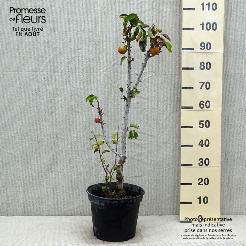 Amostra de Macieira colunar Ballerina Valse - Malus domestica Vaso de 7,5 L/10 L, Colunar tal como entregue no verão