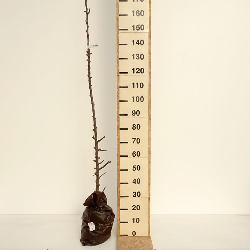 Amostra de Macieira colunar Chenonceau Georges Delbard - Malus domestica Torrão "Pronto a plantar", Colunar tal como entregue na primavera