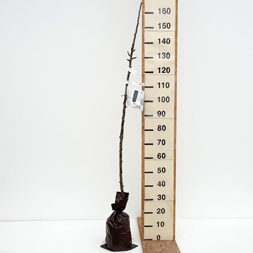 Amostra de Macieira colunar Cheverny Georges Delbard - Malus domestica Torrão "Pronto a plantar", Colunar tal como entregue no inverno