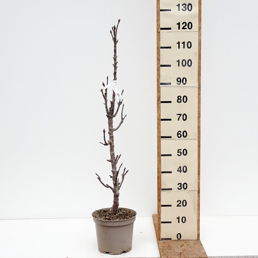 Amostra de Macieira colunar Cheverny Georges Delbard - Malus domestica Vaso de 7,5 L/10 L tal como entregue no inverno