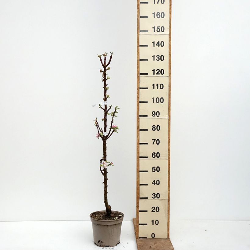 Amostra de Macieira colunar Cheverny Georges Delbard - Malus domestica Vaso de 7,5 L/10 L tal como entregue na primavera