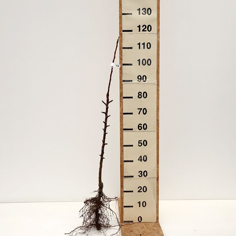 Amostra de Pommier colonnaire Cheverny- Georges Delbard  Raízes nuas, Colunar tal como entregue no inverno