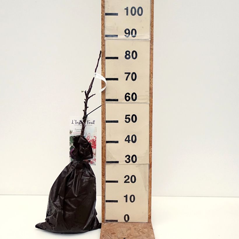 Amostra de Pommier colonnaire Chinon - Georges Delbard Torrão "Pronto a plantar", Colunar tal como entregue no outono