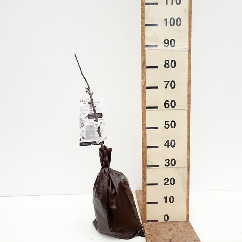 Amostra de Macieira Chinon colunar Georges Delbard - Malus domestica Torrão "Pronto a plantar", Colunar tal como entregue no inverno