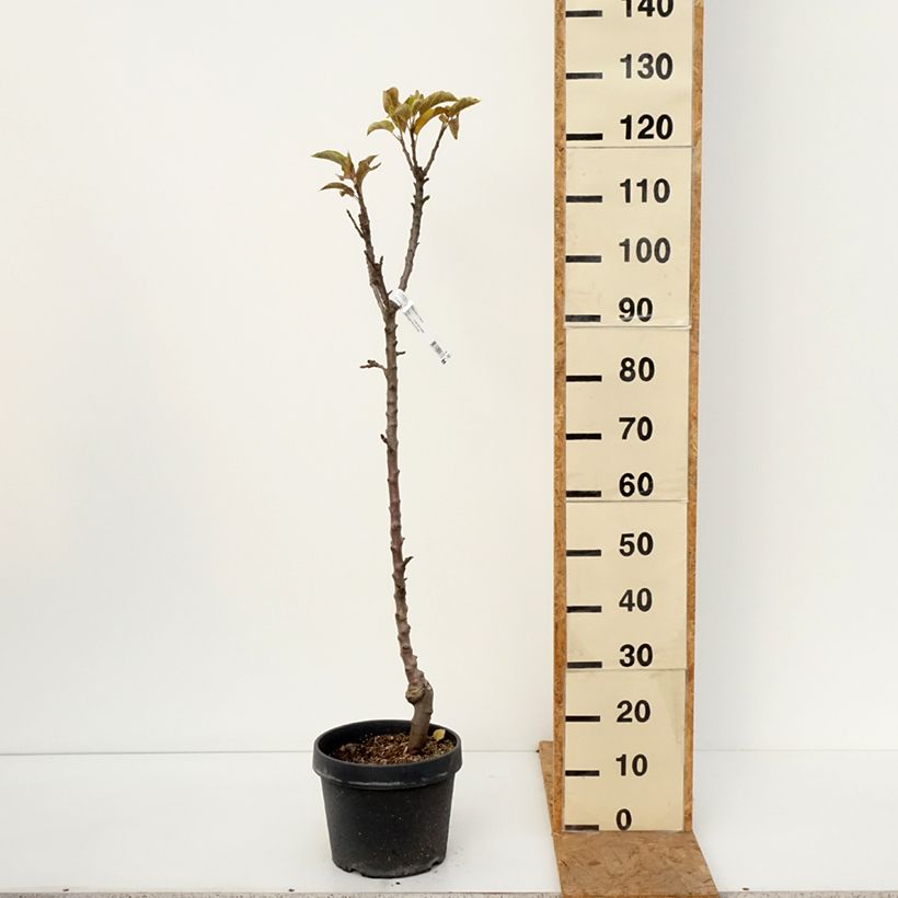 Amostra de Macieira Chinon colunar Georges Delbard - Malus domestica Vaso de 7,5 L/10 L tal como entregue no outono