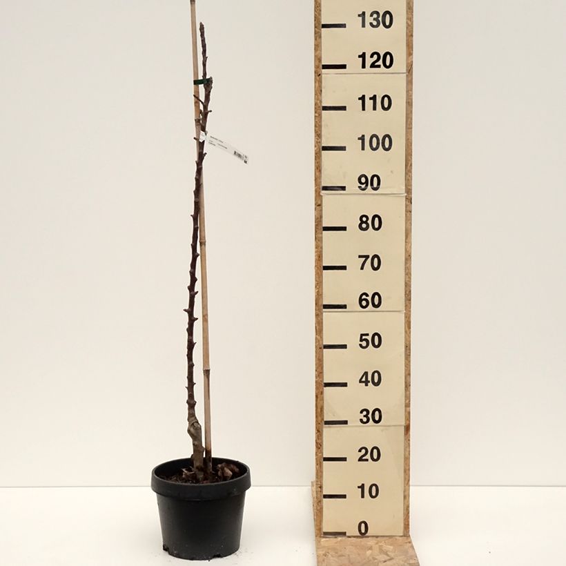 Amostra de Pommier colonnaire Chinon - Georges Delbard Vaso de 7,5 L/10 L tal como entregue no inverno