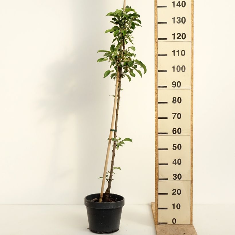 Amostra de Macieira Chinon colunar Georges Delbard - Malus domestica Vaso de 7,5 L/10 L tal como entregue na primavera