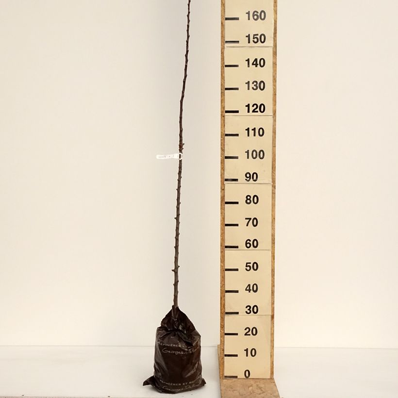 Amostra de Macieira colunar Courson Georges Delbard - Malus domestica Torrão "Pronto a plantar", Colunar tal como entregue na primavera