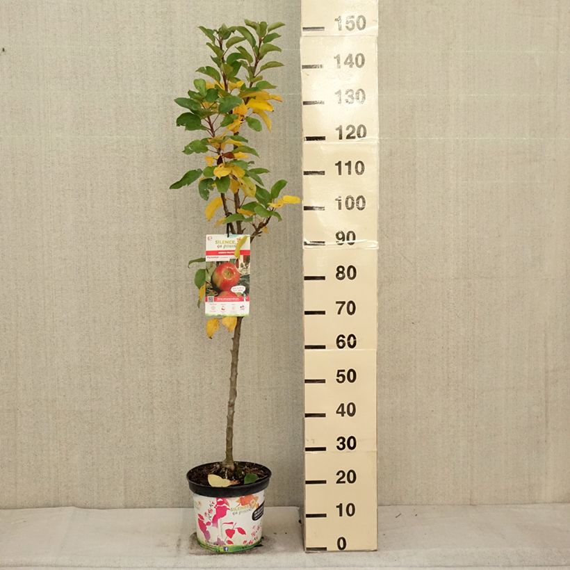 Amostra de Macieira Rhapsodie - Malus domestica Vaso de 6 L/7 L, Colunar tal como entregue no outono