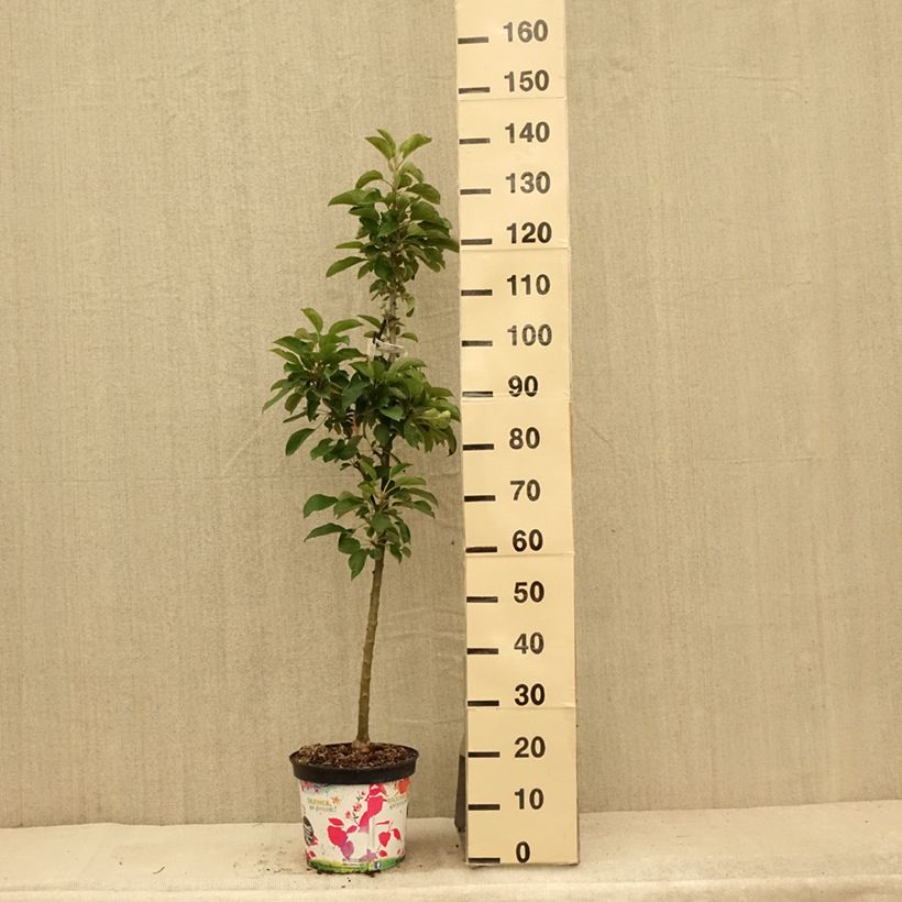 Amostra de Macieira Rhapsodie - Malus domestica Vaso de 6 L/7 L, Colunar tal como entregue no verão