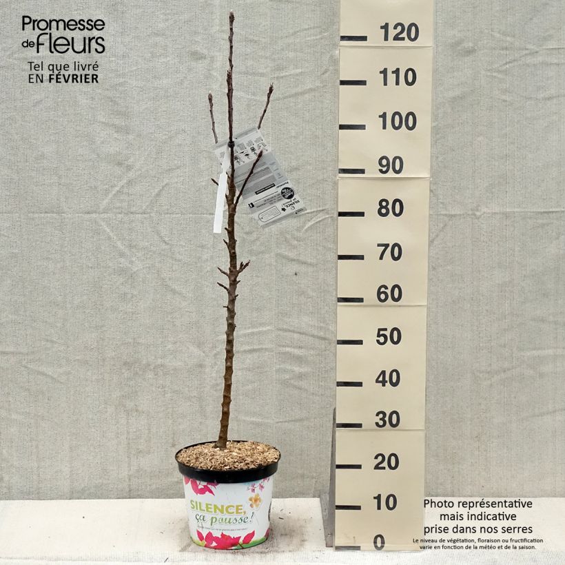 Amostra de Pommier colonnaire Rhapsodie Vaso de 6 L/7 L, Colunar tal como entregue no inverno