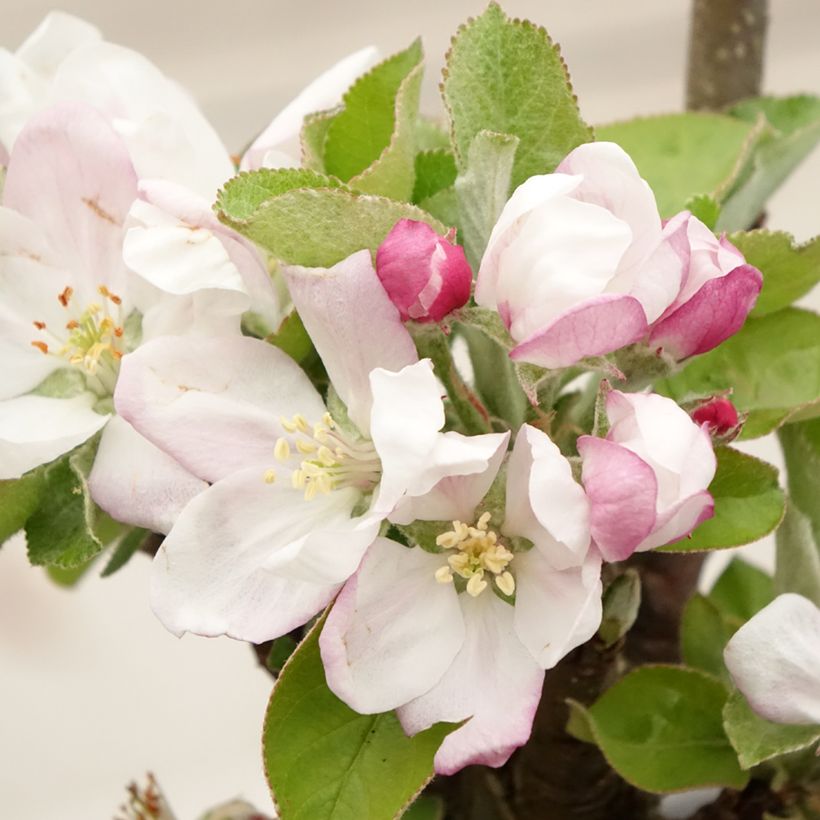 Macieira Rhapsodie - Malus domestica (Floração)