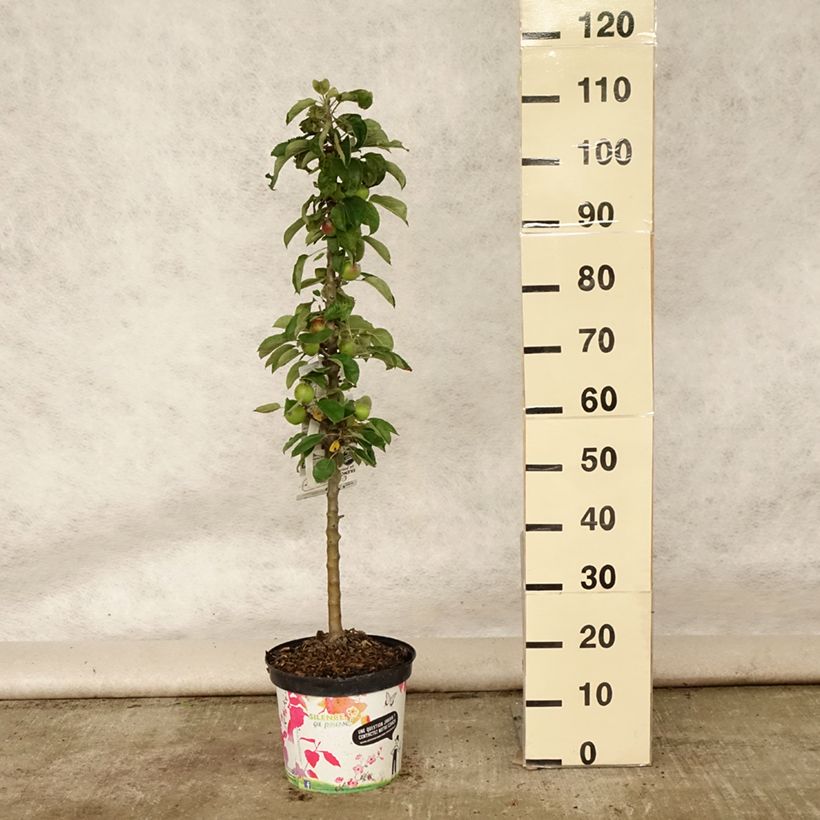 Amostra de Macieira colunar Bolero - Malus domestica Vaso de 6 L/7 L, Colunar tal como entregue no verão