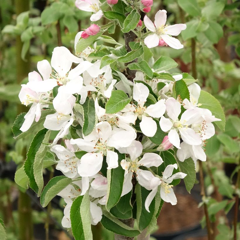 Macieira colunar Bolero - Malus domestica (Floração)