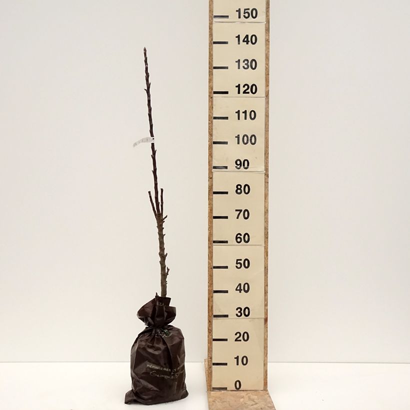 Amostra de Pommier colonnaire Villandry - Georges Delbard Torrão "Pronto a plantar", Colunar tal como entregue no inverno