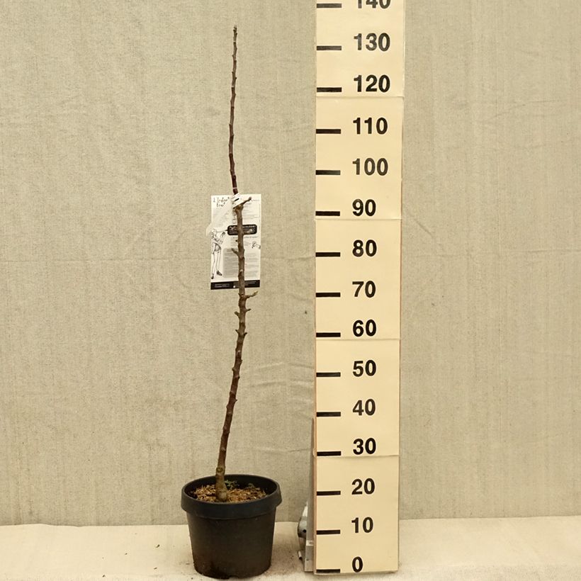 Amostra de Macieira Villandry Georges Delbard - Malus domestica Vaso de 7,5 L/10 L, Colunar tal como entregue na primavera