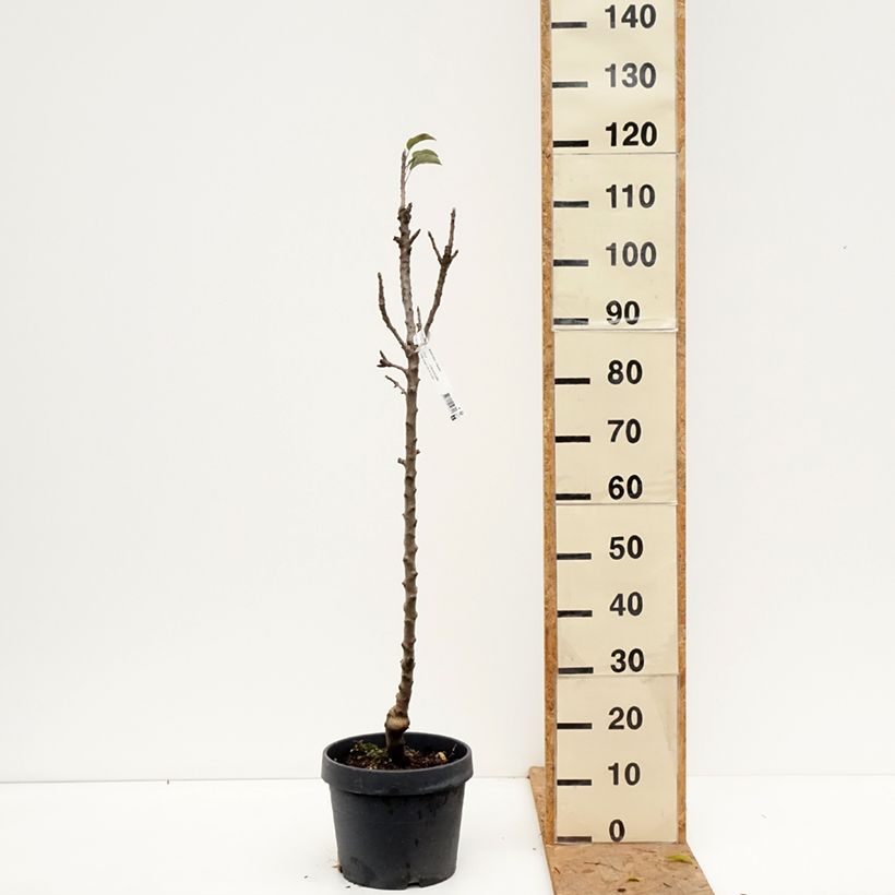 Amostra de Macieira Villandry Georges Delbard - Malus domestica Vaso de 7,5 L/10 L, Colunar tal como entregue no outono