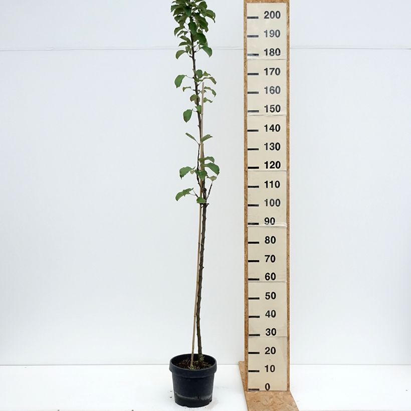 Amostra de Macieira Villandry Georges Delbard - Malus domestica Vaso de 7,5 L/10 L, Colunar tal como entregue no verão