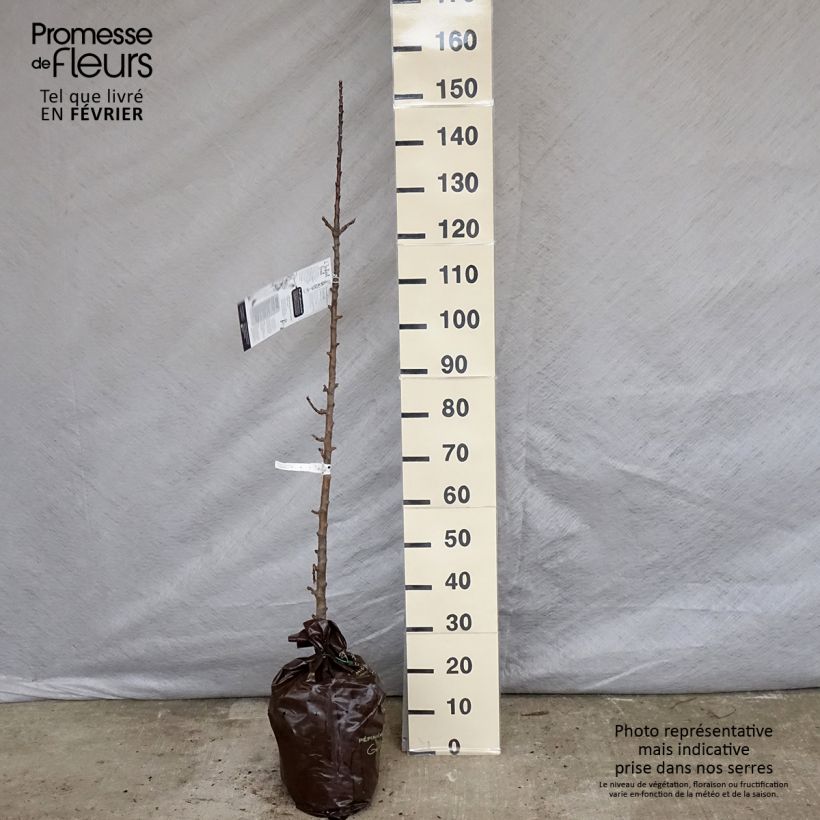 Amostra de Pommier colonnaire Courson - Georges Delbard  Torrão "Pronto a plantar", Colunar tal como entregue no inverno