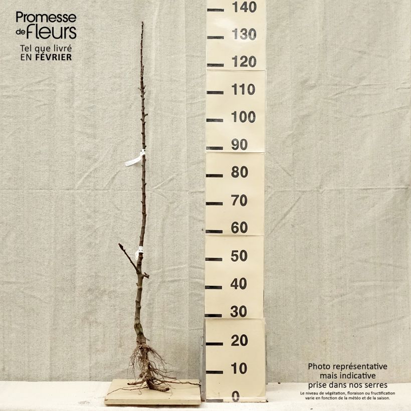 Amostra de Pommier colonnaire Courson - Georges Delbard  Raízes nuas, Colunar tal como entregue no inverno