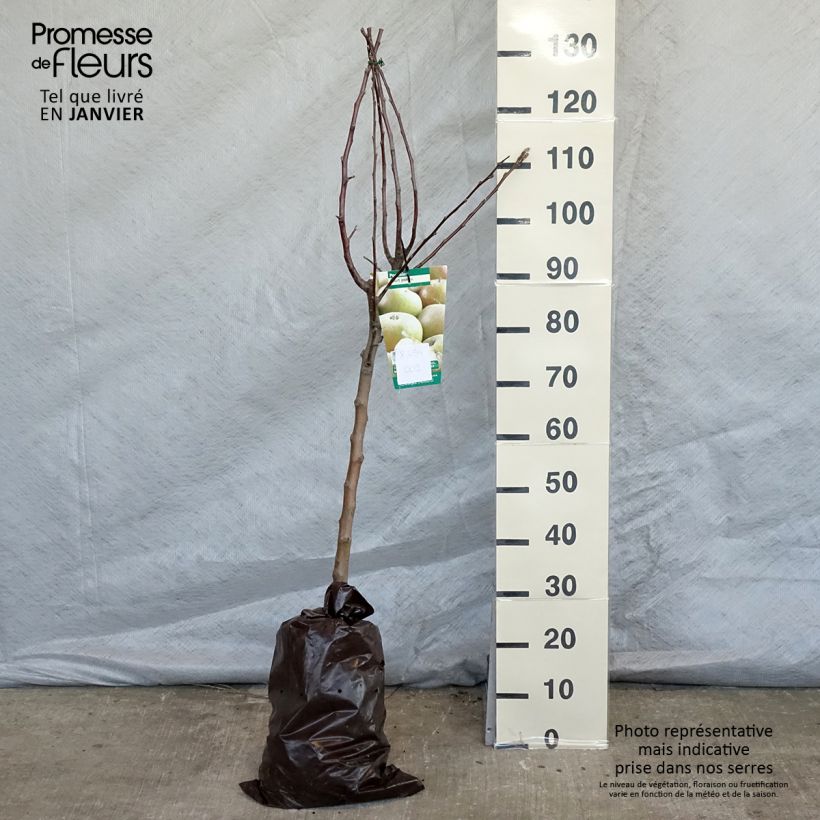 Amostra de Pommier Court Pendu - Georges Delbard Torrão "Pronto a plantar", Copo tal como entregue no inverno