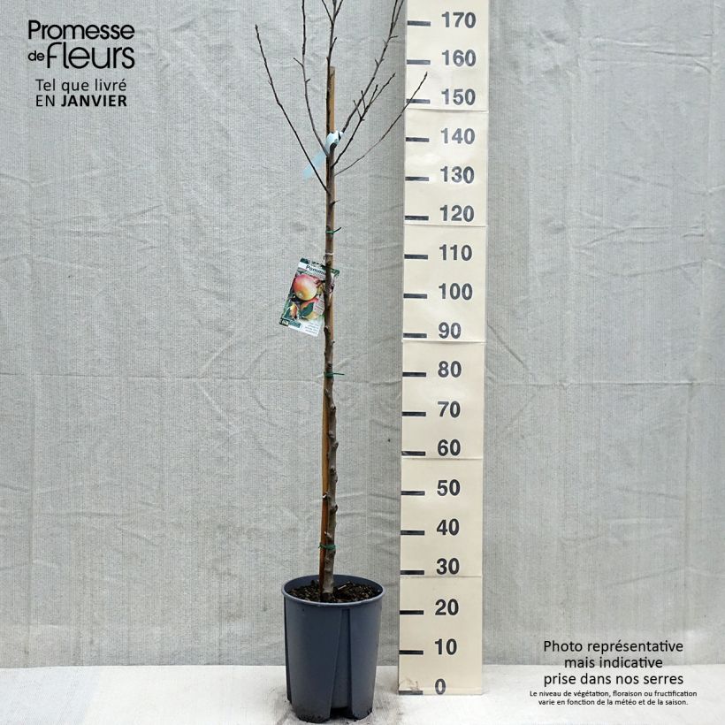 Amostra de Macieira Coxs Orange Pippin - Malus domestica Vaso de 7,5 L/10 L, Meia haste tal como entregue no outono