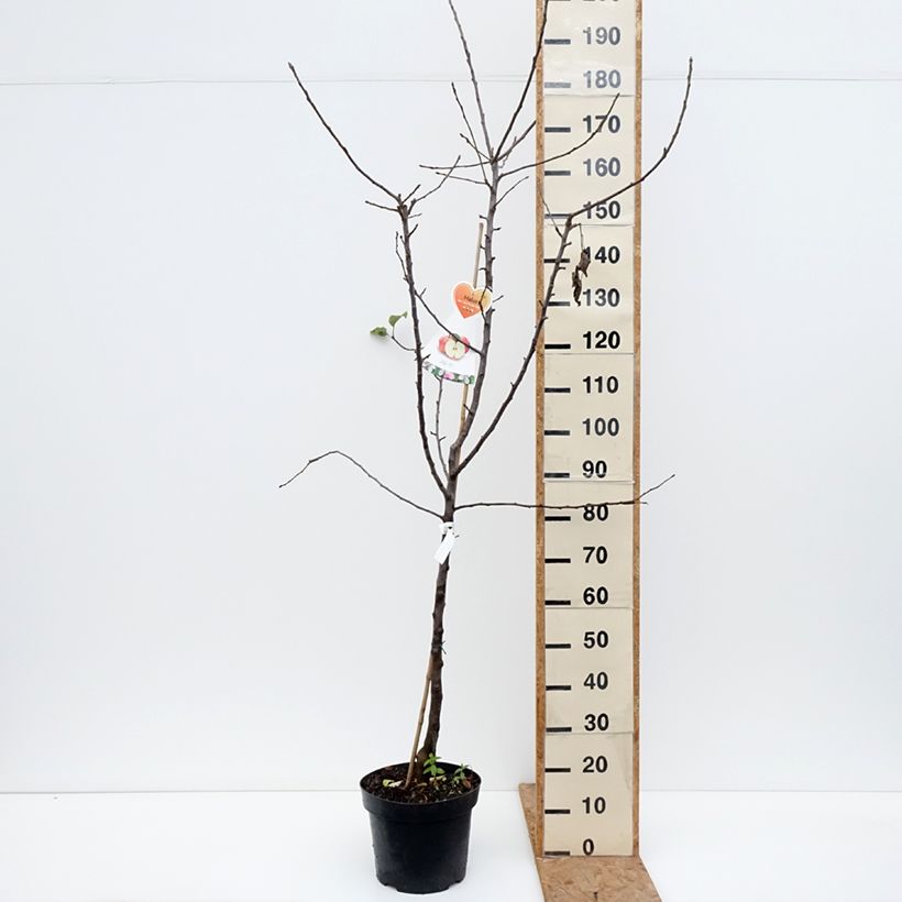 Amostra de Macieira Coxs Orange Pippin - Malus domestica Vaso de 7,5 L/10 L, Copo tal como entregue no outono