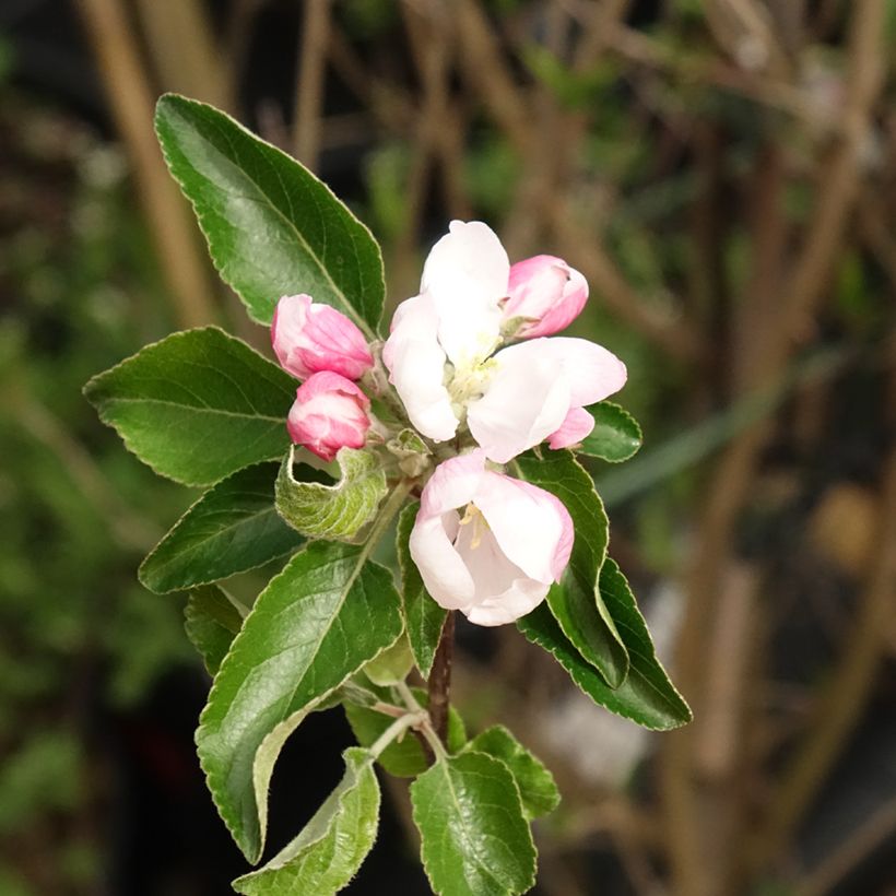 Macieira Coxs Orange Pippin - Malus domestica (Floração)