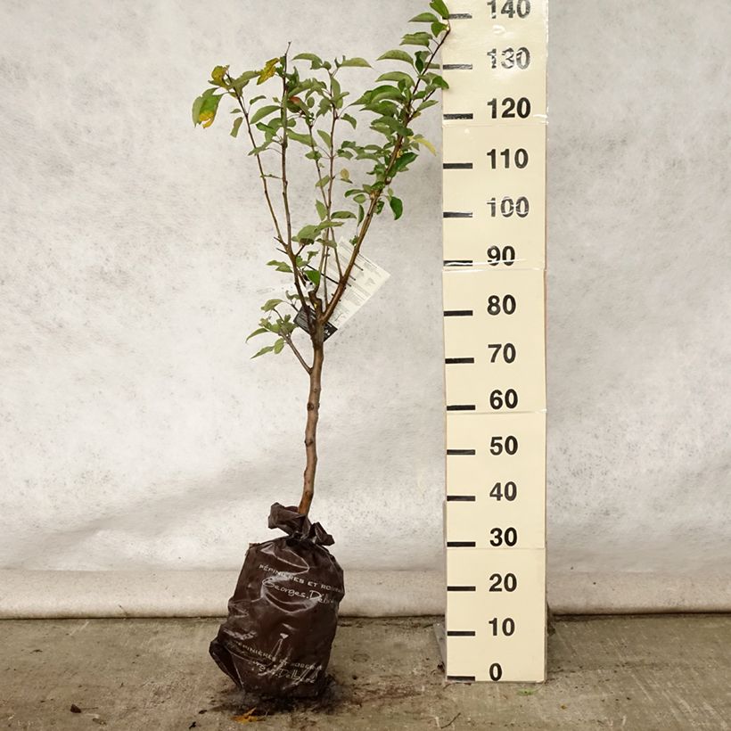 Amostra de Macieira Cybèle Georges Delbard - Malus domestica Torrão "Pronto a plantar", Copo tal como entregue no verão