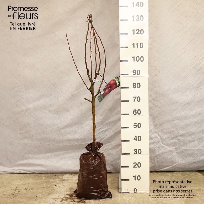 Amostra de Pommier Cybèle - Georges Delbard Torrão "Pronto a plantar", Copo tal como entregue no inverno