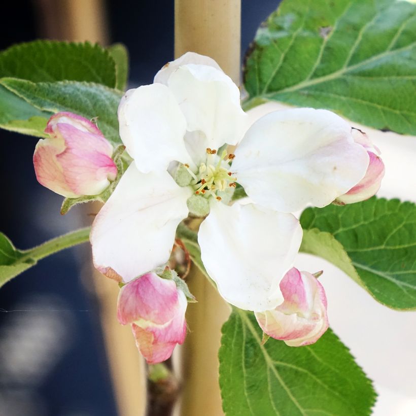 Macieira Cynamonówka Prążkowana - Malus domestica (Floração)