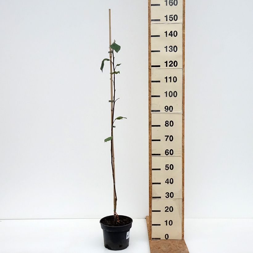 Amostra de Macieira Cynamonówka Prążkowana - Malus domestica Vaso de 4 L/5 L, Rebento tal como entregue no outono