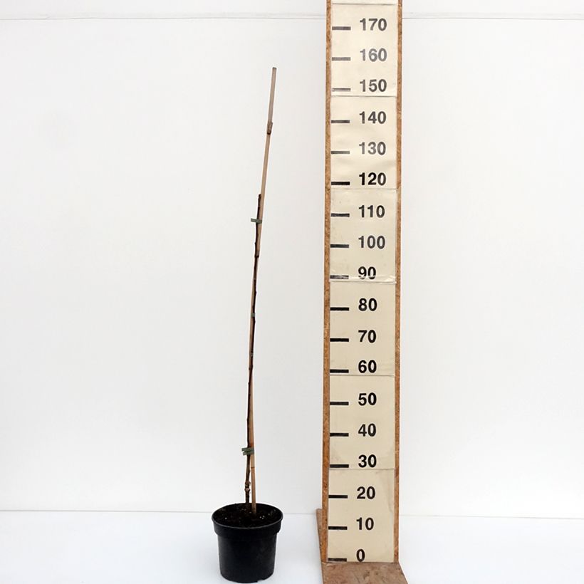 Amostra de Macieira Cynamonówka Prążkowana - Malus domestica Vaso de 4 L/5 L, Rebento tal como entregue no inverno