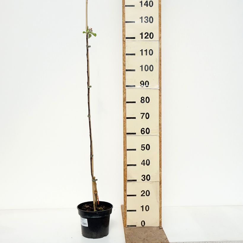 Amostra de Macieira Cynamonówka Prążkowana - Malus domestica Vaso de 4 L/5 L, Rebento tal como entregue na primavera