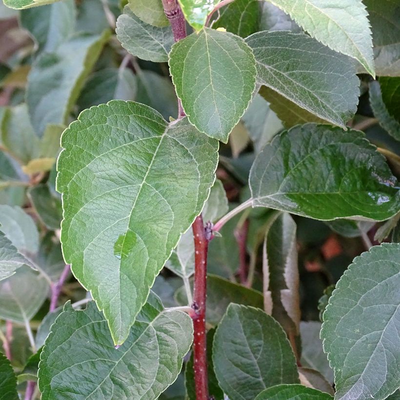 Malus Evereste Perpetu (Folhagem)