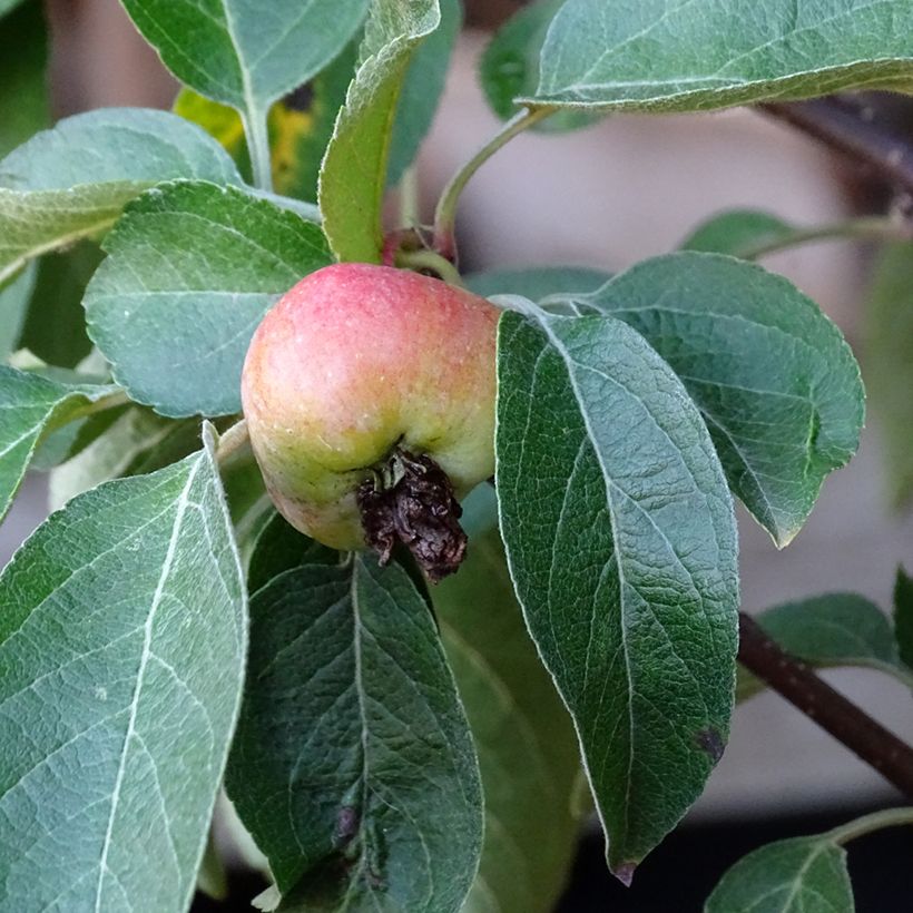 Malus Evereste Perpetu (Colheita)
