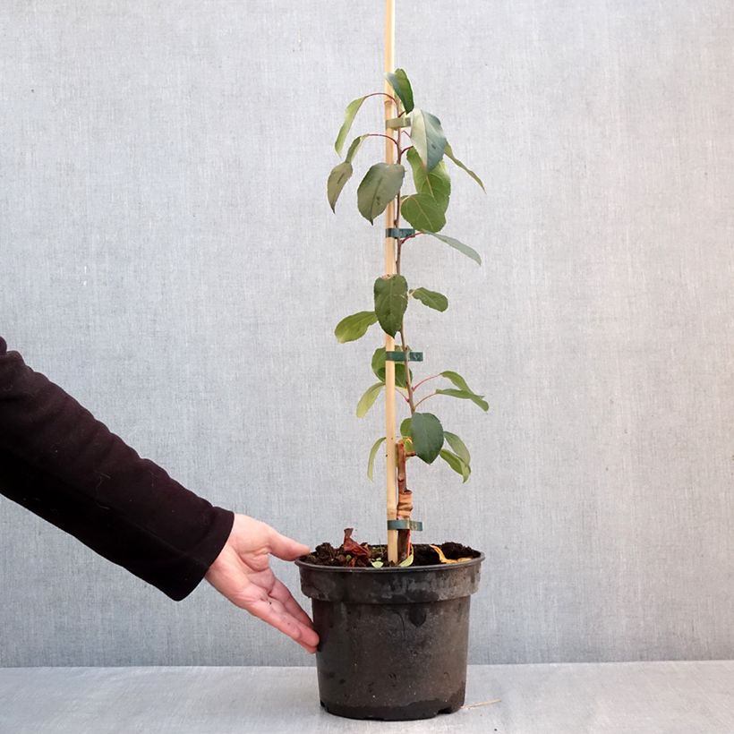 Amostra de Malus Adirondack Vaso de 4 L/5 L tal como entregue no outono