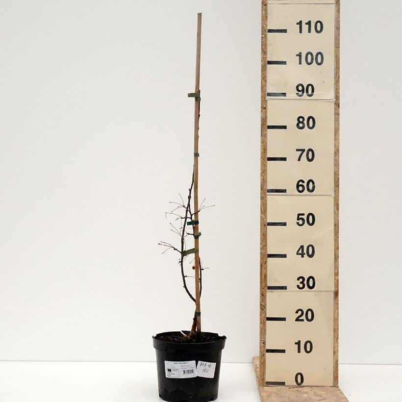 Amostra de Malus Adirondack Vaso de 4 L/5 L tal como entregue no inverno