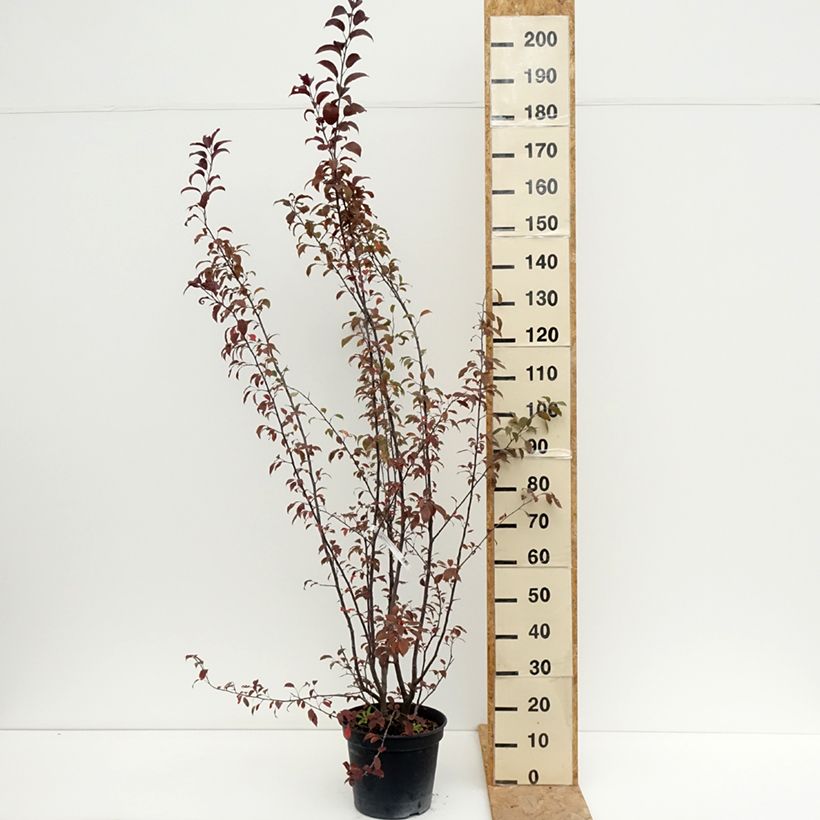 Amostra de Malus Courtarou Coccinella Vaso de 7,5 L/10 L tal como entregue no verão