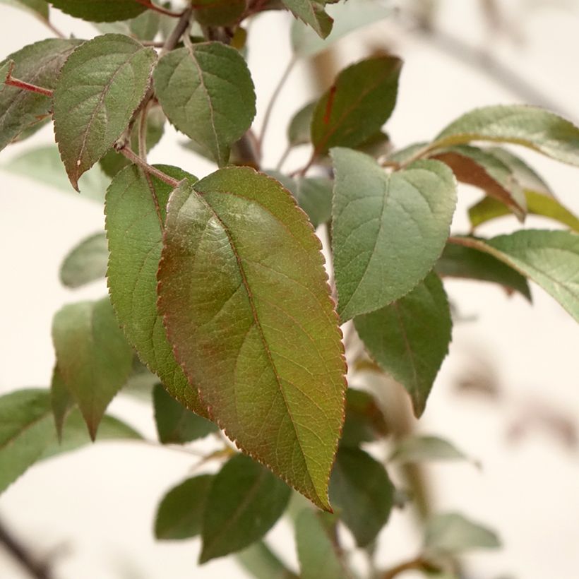 Malus Courtarou Coccinella (Folhagem)