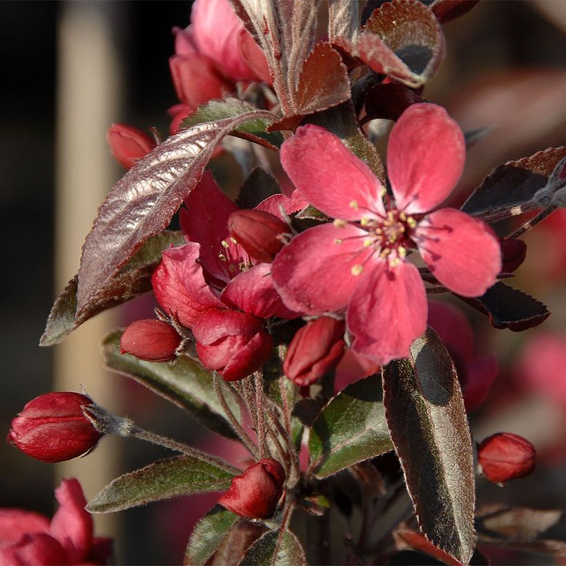 Malus Dark Rosaleen (Floração)