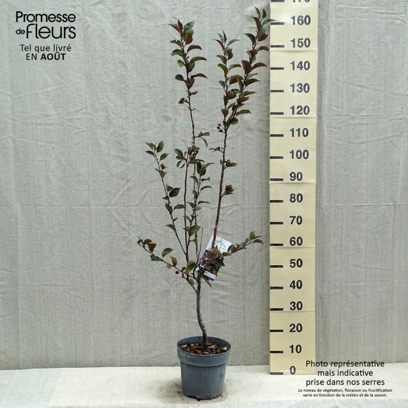 Amostra de Malus Dark Rosaleen - Macieira ornamental Vaso de 6 L/7 L tal como entregue no verão