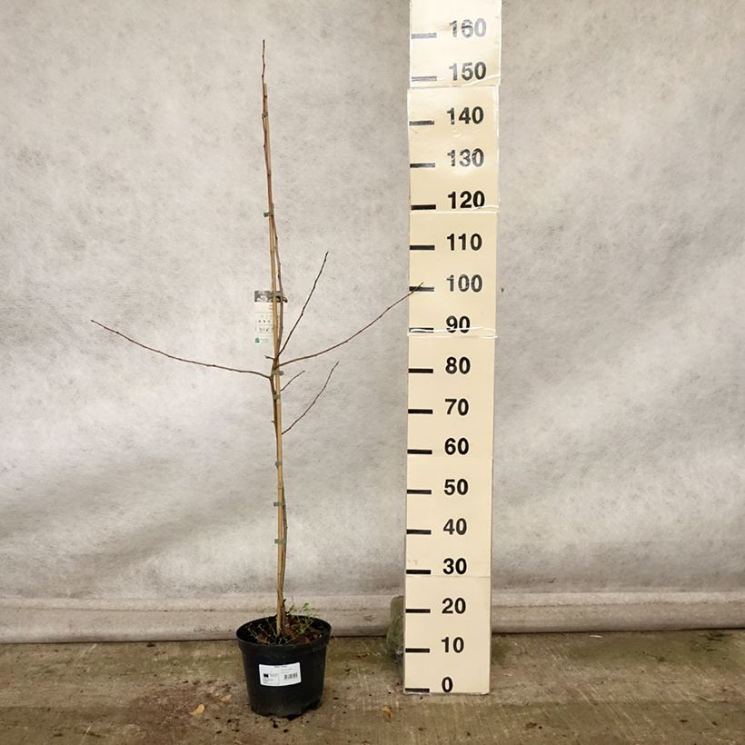Amostra de Pommier d'ornement - Malus Dolgo Pot de 4L/5L tal como entregue no outono