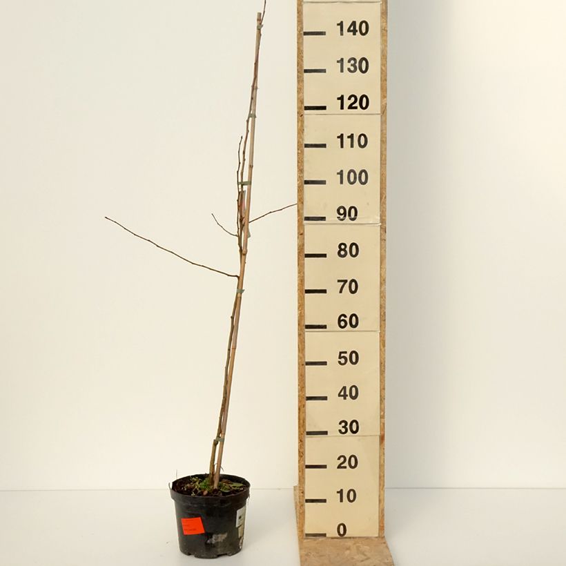 Amostra de Malus Dolgo Vaso de 4 L/5 L tal como entregue no inverno