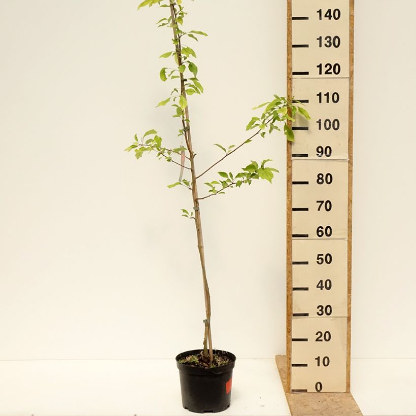 Amostra de Malus Dolgo Vaso de 4 L/5 L tal como entregue na primavera