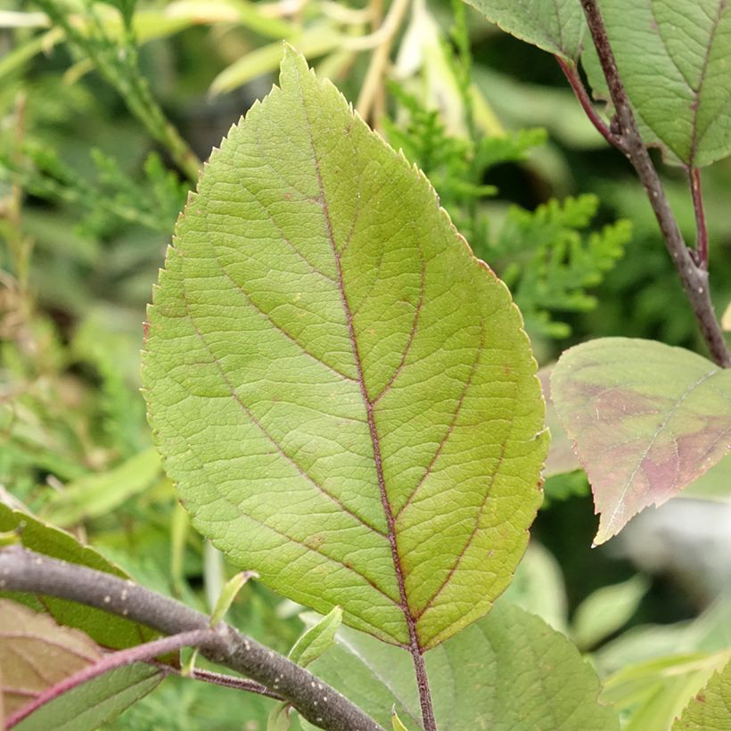 Malus Eleyi (Folhagem)