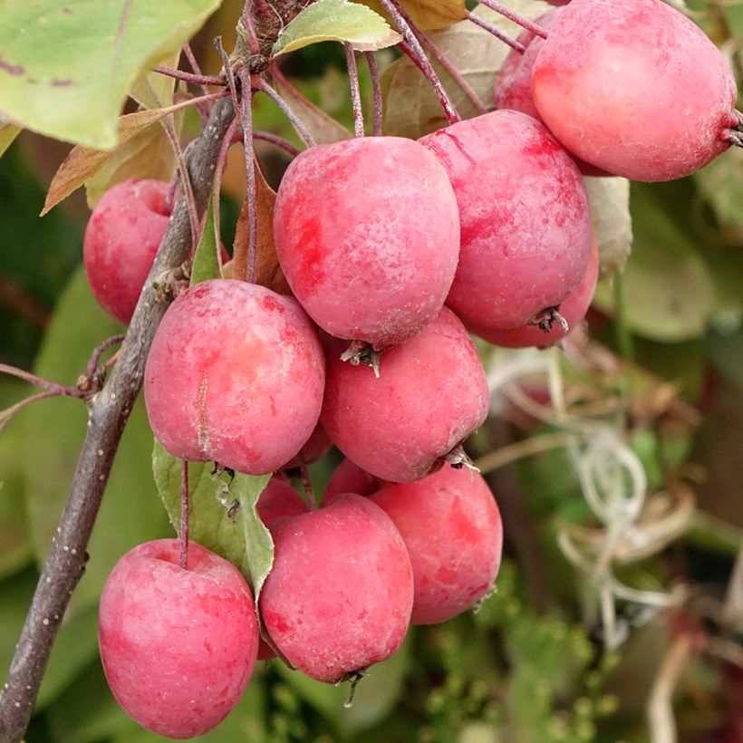 Malus Eleyi (Colheita)