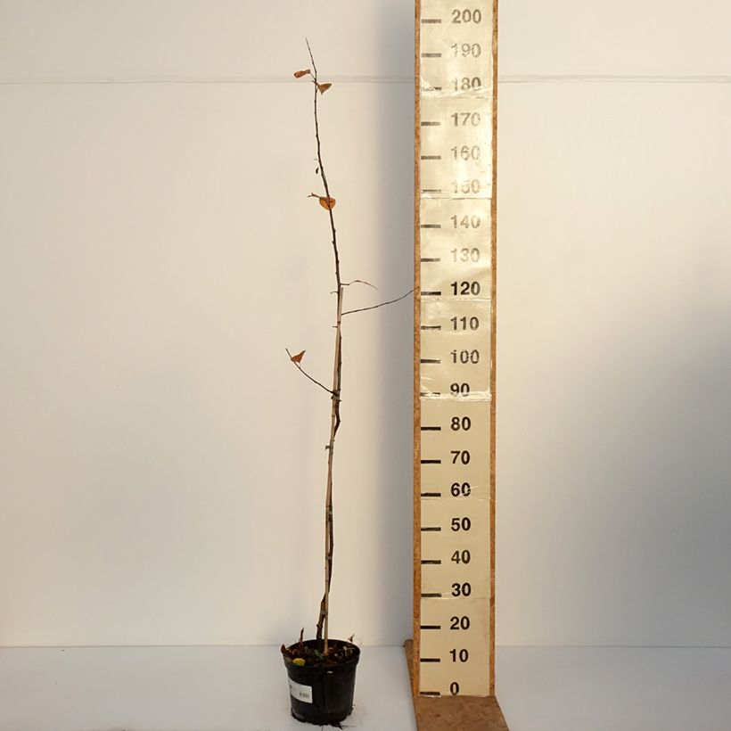 Amostra de Malus Eleyi Vaso de 4 L/5 L tal como entregue no outono