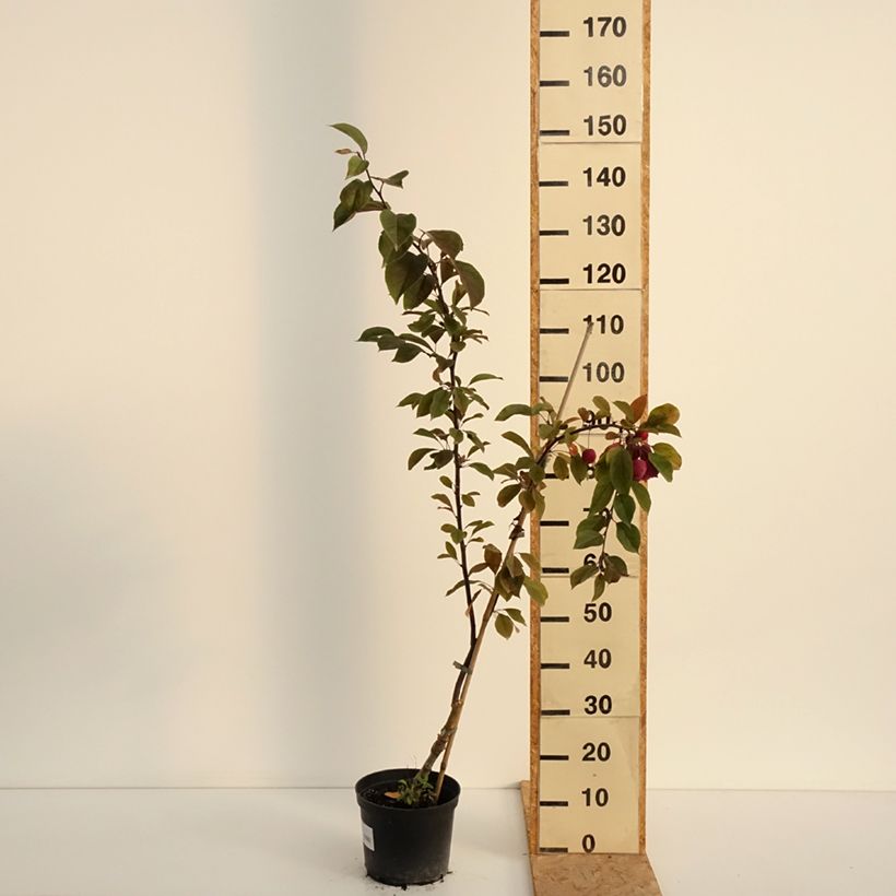 Amostra de Malus Eleyi Vaso de 4 L/5 L tal como entregue no verão